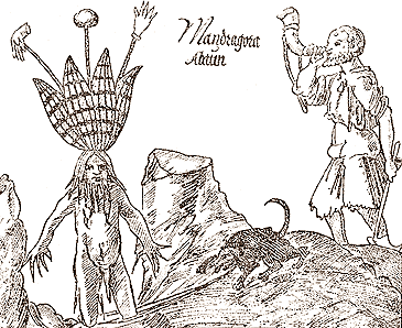 Извлечение корня мандрагоры из земли (иллюстрация из травника XIV в.)
